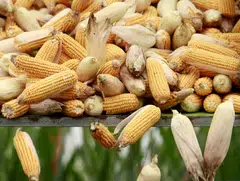 Maize prices fell on the prospect harvesting in South America and US production will replenish stocks.