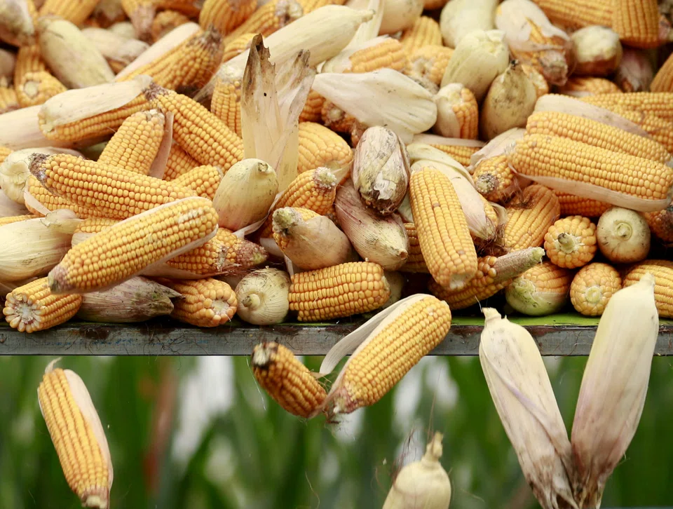 Maize prices fell on the prospect harvesting in South America and US production will replenish stocks.