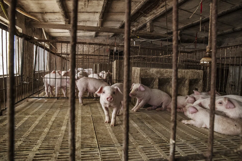 Piglets being kept in pens at a farm in Langfang in China's Hebei province. The cost of pork is a key element in China's consumer price basket. 