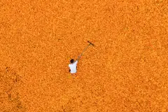 A farmer drying marigold flowers in Bijie, in China's south-western Guizhou province.  Pinduoduo created a social commerce shopping platform to connect the country's farmers to consumers. The company encourages users to share their purchases on messaging platforms to get lower prices.