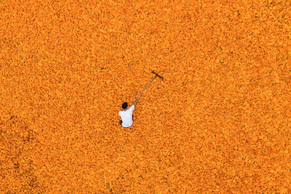A farmer drying marigold flowers in Bijie, in China's south-western Guizhou province.  Pinduoduo created a social commerce shopping platform to connect the country's farmers to consumers. The company encourages users to share their purchases on messaging platforms to get lower prices.