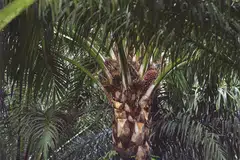 The fair value loss is a result of changes in the fair value of Golden Agri's investments in the fourth quarter. 