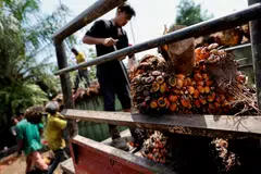 Indonesia, the world’s biggest exporter of palm oil, last year surprised buyers by banning palm oil exports. 