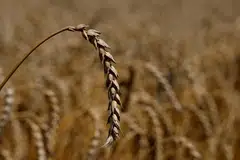 Concerns are mounting anew over supplies out of the Black Sea region as the war in Ukraine escalates and there are questions over the future of the deal to ship grains out of Ukrainian ports.