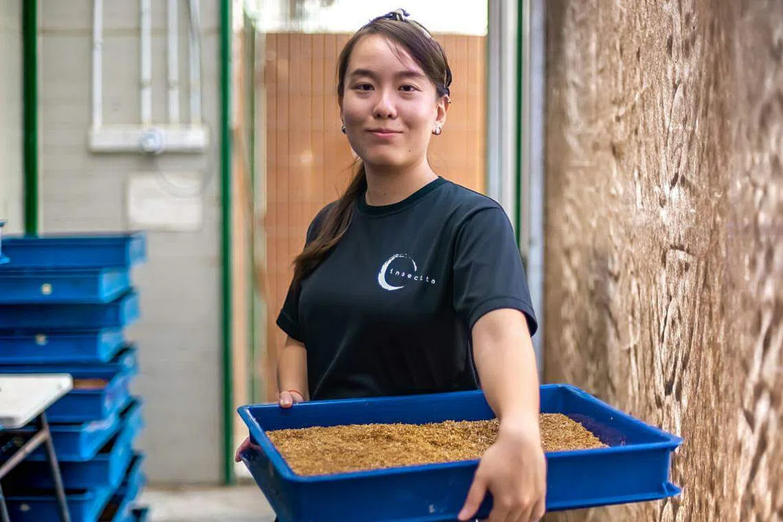 Insectta sees a big future from small insects