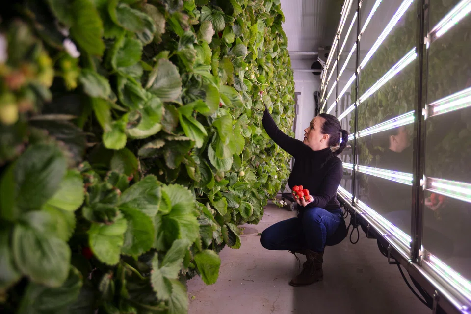 “Probably the greatest challenge indoor vertical farming faces ... is the significant expense of building new farms to increase production,” says Arama Kukutai, chief executive at Plenty.