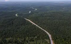 Indonesia has launched several programmes to improve governance in its massive palm oil industry, amid criticism by environmentalists of the crop’s impact on deforestation.