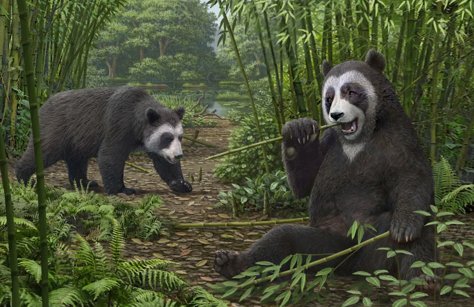 An artist's reconstruction of the extinct panda Ailurarctos that lived about 6 million years ago, with its fossils unearthed near the city of Zhaotong in northern Yunnan Province in China. 