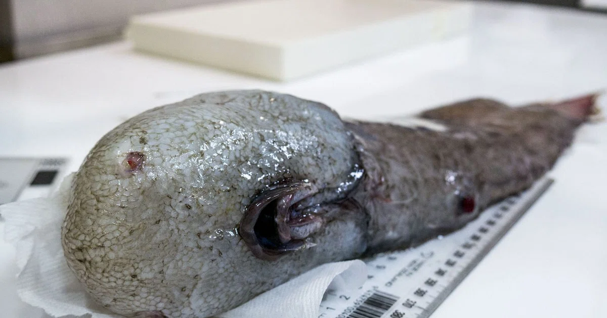 Faceless fish among weird deep sea Australian finds - The Business Times