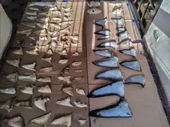 The black-market shark fin trade is estimated to be worth US$500 million annually, and Panama has spearheaded international efforts to protect many endangered shark species.