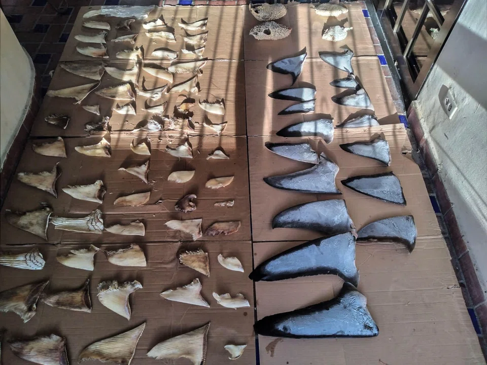The black-market shark fin trade is estimated to be worth US$500 million annually, and Panama has spearheaded international efforts to protect many endangered shark species.