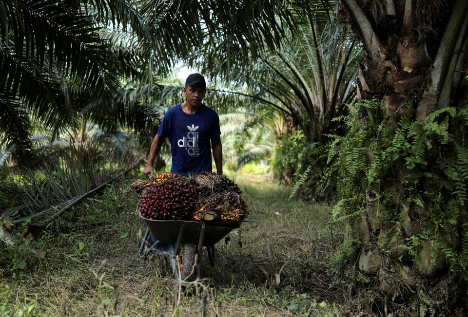 Malaysian producers are racing to mechanise as they face a third annual fall in output, along with losses estimated at RM20 billion  (S$6.2 billion), because of the labour crunch.