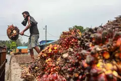 Most Indonesian palm oil exporters currently conduct sales directly with buyers without going through an exchange.
