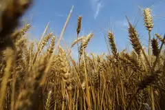 CHINA has stopped its weekly wheat auctions from state reserves, earlier than last year when stocks were higher, traders and analysts said.