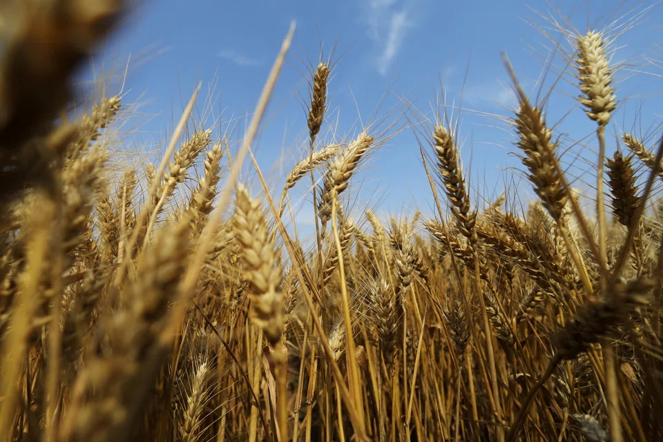 CHINA has stopped its weekly wheat auctions from state reserves, earlier than last year when stocks were higher, traders and analysts said.