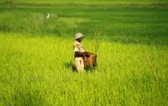 Myanmar is the world’s fifth-largest rice exporter, selling more than 2 million metric tons a year, according to US Department of Agriculture data.