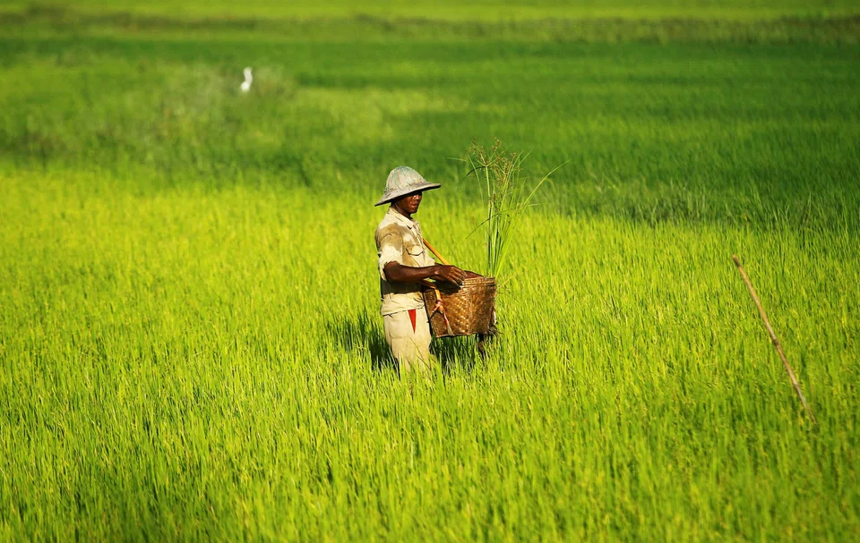 Myanmar is the world’s fifth-largest rice exporter, selling more than 2 million metric tons a year, according to US Department of Agriculture data.