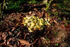 Chocolate makers are coming under pressure as cocoa prices have more than doubled this year on lower production from key West African growers.