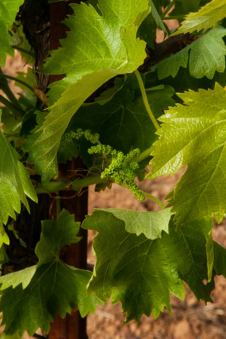 Very young bunches of nerello mascalese grapes.