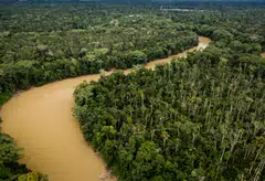 Buying carbon credits by financing projects to protect rainforests has become a popular way for companies to claim they are carbon neutral, even though their activities generate gases that cause global warming. 