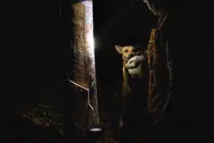 Rubber tapper Wanida Hityim, 41, plays with her dog as natural latex drips from a rubber tree in the early hours of the morning at her plantation in Thailand's southern Surat Thani province, Jan 17, 2023.