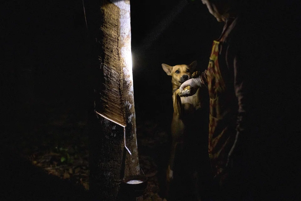 Rubber tapper Wanida Hityim, 41, plays with her dog as natural latex drips from a rubber tree in the early hours of the morning at her plantation in Thailand's southern Surat Thani province, Jan 17, 2023.