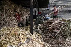 The president wants to expand Indonesia’s sugar cultivation area to 700,000 hectares and be self-sufficient in sugar in the next five years..