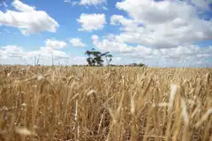 China’s rapid return as the dominant buyer of Australian barley raises questions about the success of Canberra’s push to diversify export markets over the past three years.