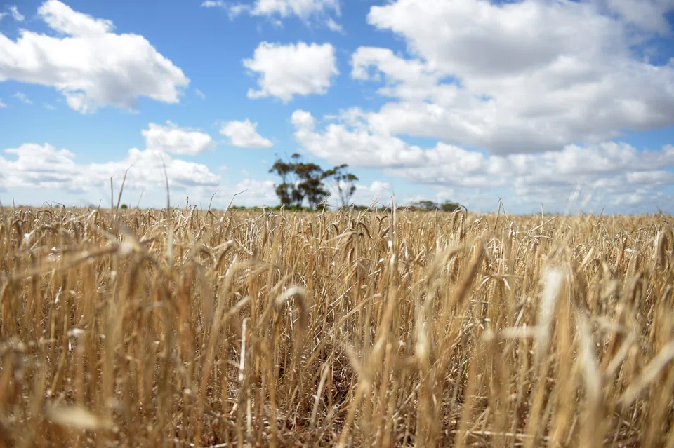 China’s rapid return as the dominant buyer of Australian barley raises questions about the success of Canberra’s push to diversify export markets over the past three years.