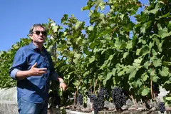 Brazilian winemaker Ronaldo Triacca shows his vineyard at Villa Triacca winery in Paranoa, a rural area located 100 km from the centre of Brasilia, Brazil.
