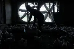 "We currently have a slight oversupply of chicken, which has caused the prices of chicken in the market to be lower than that of the ceiling price set by the government," Malaysia's Agriculture and Food Industries Minister Ronald Kiandee said.