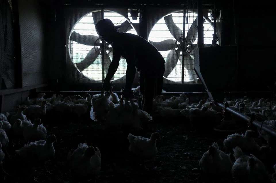 "We currently have a slight oversupply of chicken, which has caused the prices of chicken in the market to be lower than that of the ceiling price set by the government," Malaysia's Agriculture and Food Industries Minister Ronald Kiandee said.