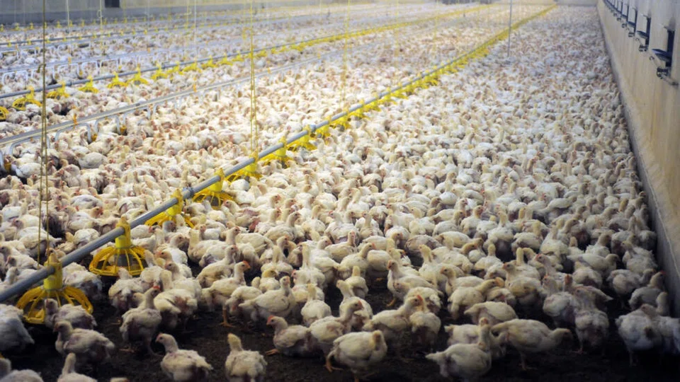 The biomass of domesticated chickens is more than three times that of all wild bird species combined. 