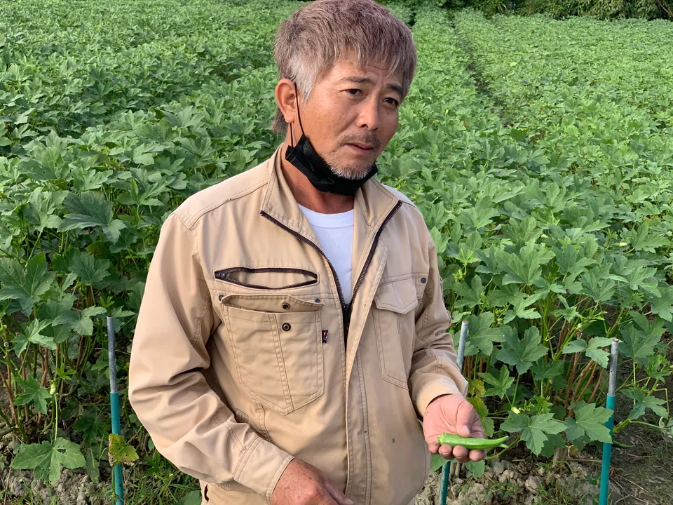 This farmer grows smooth, ridgeless okra.