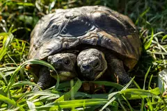 Janus, a two-headed Greek turtle named after the Roman god with two heads is seen one day ahead of her 25th birthday at the Natural History Museum in Geneva, September 2, 2022. 
