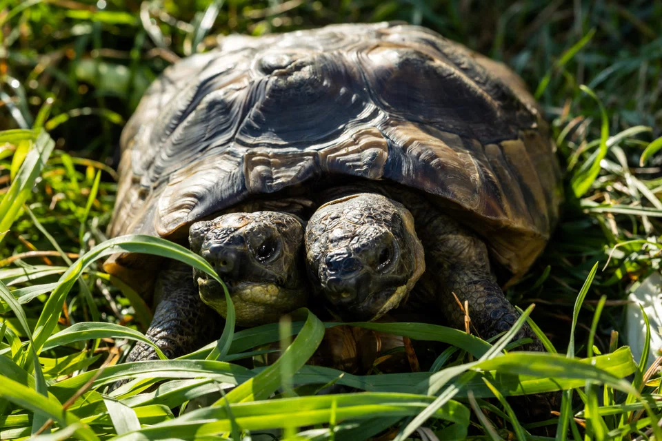 Janus, a two-headed Greek turtle named after the Roman god with two heads is seen one day ahead of her 25th birthday at the Natural History Museum in Geneva, September 2, 2022. 
