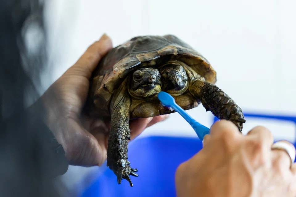 Janus, a two-headed Greek turtle named after the Roman god with two heads is being washed with a toothbrush one day ahead of her 25th birthday at the Natural History Museum in Geneva, September 2, 2022. 
