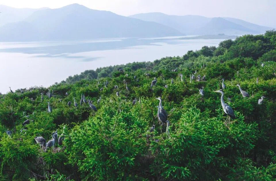 Carbon Growth Partners says its priority investments include nature-based climate solutions, renewable energy, and efficient household devices.