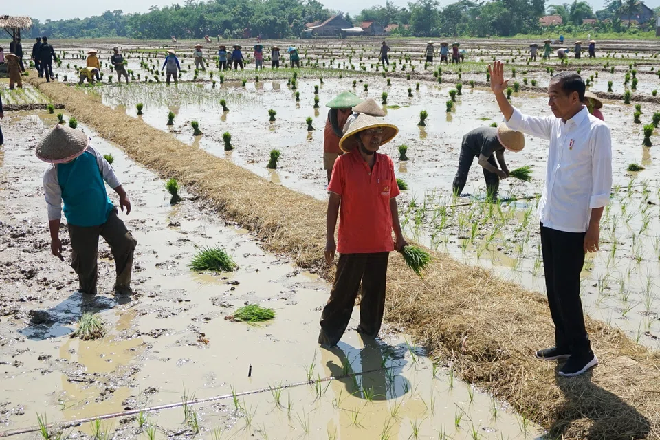 Indonesian President Joko Widodo waves as he visits the paddy field area in Pekalongan, Central Java province.