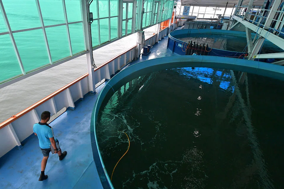 A closed containment aquaculture system, like the one for Eco-Ark in 2019, must be used for the farms in the tender.