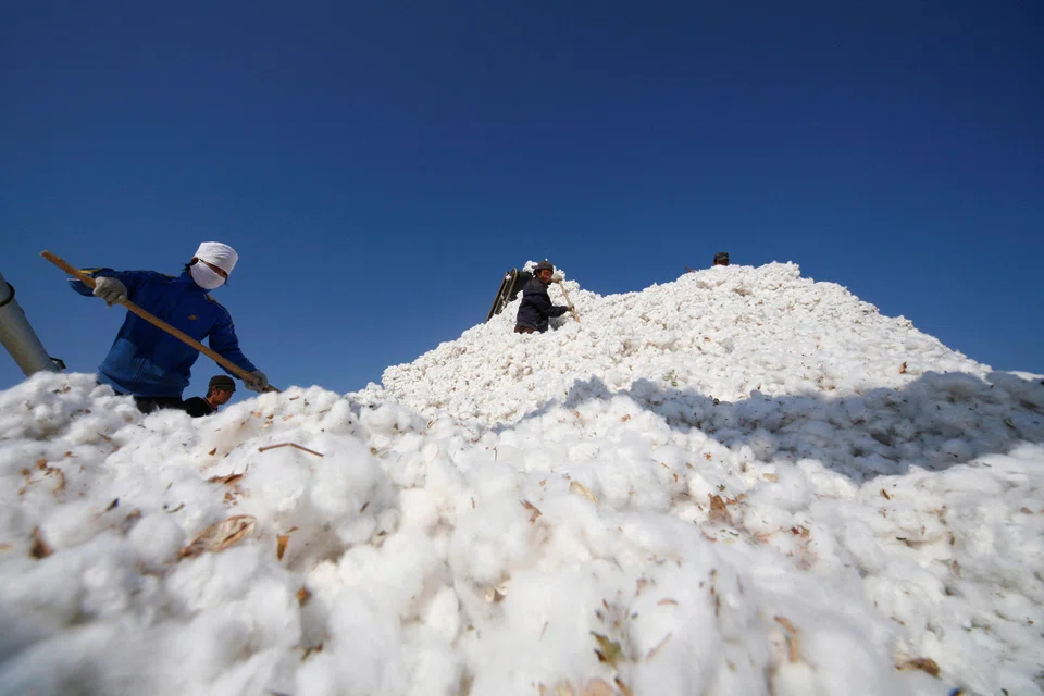 Chinese customs data shows that 43,364 metric tons of Australian cotton entered bonded warehouses in China in the first seven months of this year, more than double all of 2022.