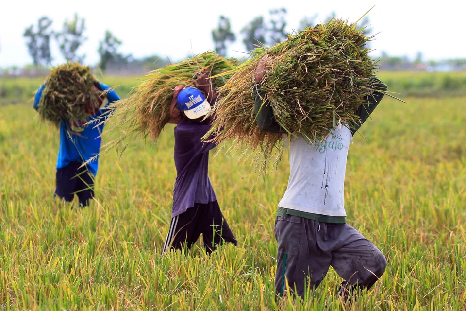 Rice supply in the Philippines, a major rice importer, has improved as farmers began harvesting last month. 