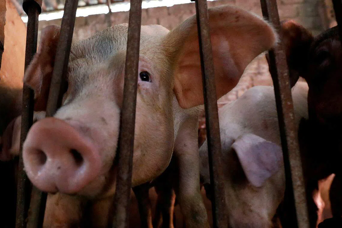 VIETNAM said on Wednesday (Jun 1) it had successfully developed a vaccine to administer to pigs to fight African swine fever, with the aim of becoming the first country to commercially produce and export it.