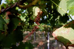 The fungus thrives in warm, humid conditions which were common in Italy this year due to unusual heat and heavy downpours during the key month of May, when the grapes are forming.