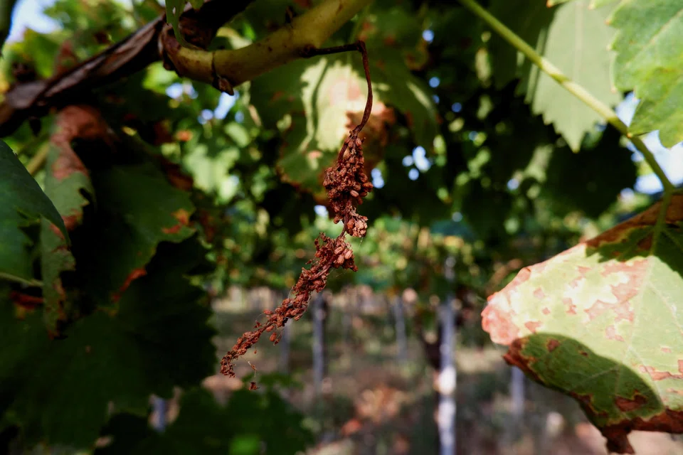 The fungus thrives in warm, humid conditions which were common in Italy this year due to unusual heat and heavy downpours during the key month of May, when the grapes are forming.