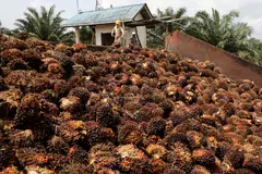 Malaysian plantations have been struggling to harvest palm fruit due to a labour shortage exacerbated by pandemic-related border closures.