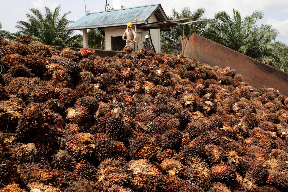 Malaysian plantations have been struggling to harvest palm fruit due to a labour shortage exacerbated by pandemic-related border closures.