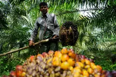 Jakarta’s flip flop over palm-oil exports will help Malaysia-listed planters with lower exposure to Indonesia such as Kuala Lumpur Kepong, said Bloomberg Intelligence analyst Alvin Tai.