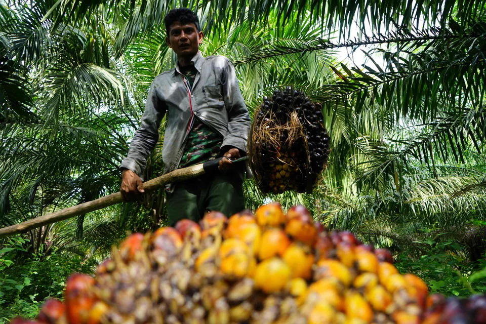 Exporters of coffee, palm oil and rubber are the most exposed in Asia to the European Union directives, with Indonesia – one of the largest South-east Asian exporters of palm oil to the bloc – notably affected, says Fitch.