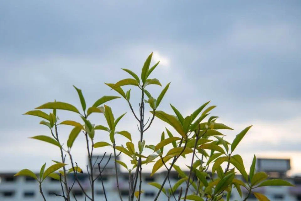 Proceeds from the bond will be used to refinance Clas’ existing borrowings and to further decarbonise three of its serviced residences in South-east Asia